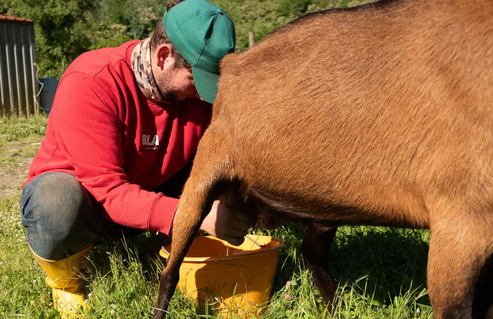 Attività di mungitura