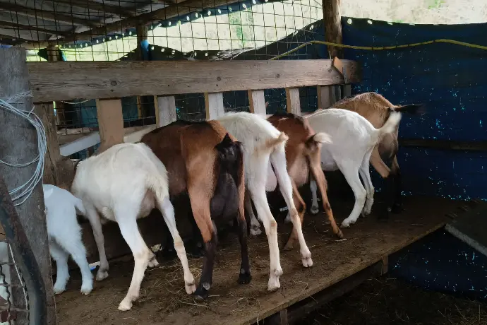 Le nostre capre pronte per la mungitura
