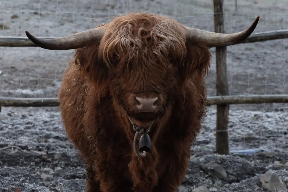 Il toro Camillo in una mattinata d'inverno