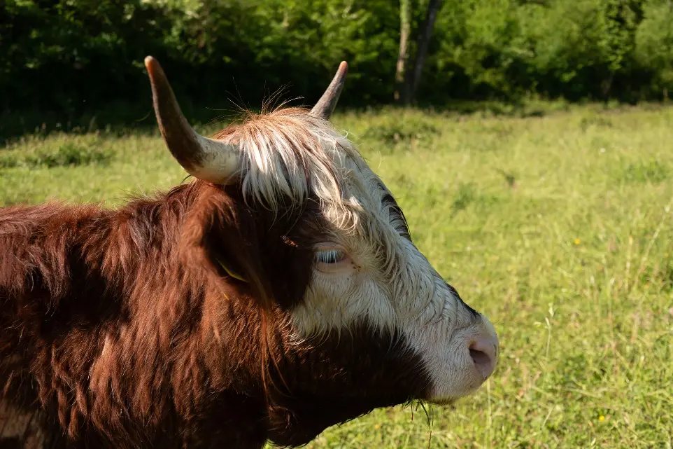 La mucca Cornelia di profilo
