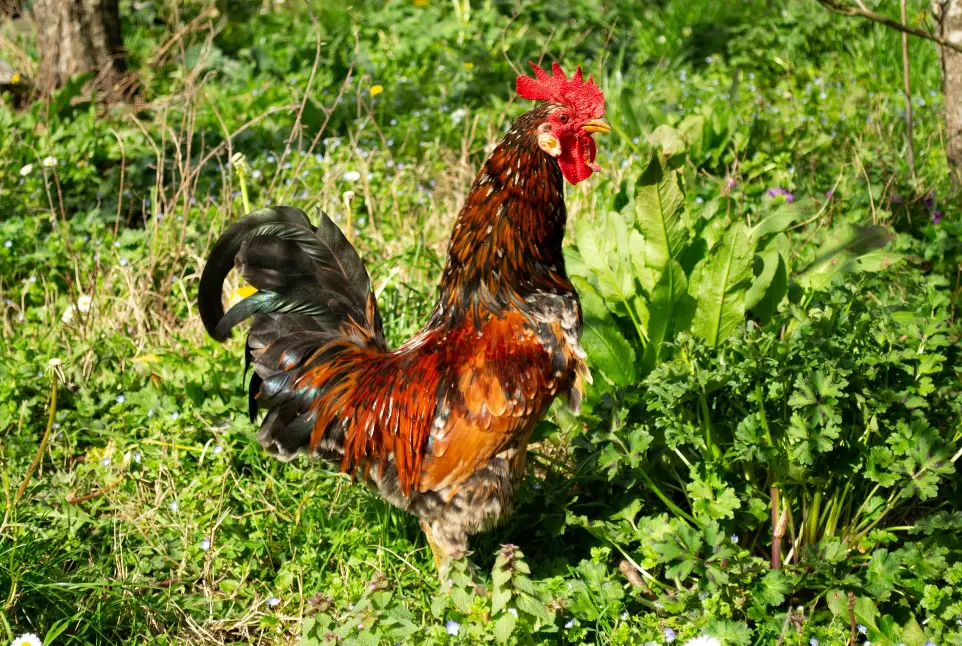 Uno dei nostri galletti